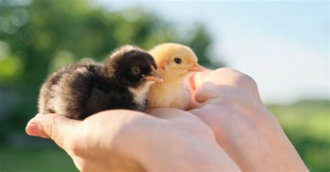 pagkain ng 45 days na sisiw|Palakihin nang Tama ang Iyong Sisiw Gamit ang Aming Chicken .